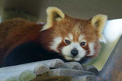 Aachener Zoo Aachener-Zoo-Kleiner-Panda-005